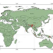 Image result for Elatostema paivaeanum