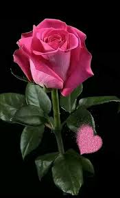 Rose love beautiful pink images flowers. Pin On All You Love