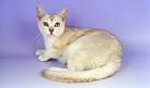 Burmilla Cat Breed Information, Pictures, Characteristics ...