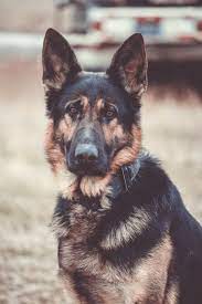 Aug 07, 2018 · sabrina m. Gsd Lucian Dog Growling Working Dogs Breeds Dog Photos