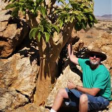 Image result for Sterculia africana
