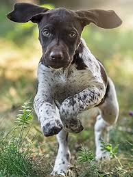 For pet lovers, puppies are the most advisable pet to have because of their friendliness and loyalty to its owner. German Shorthaired Pointer Training Course On German Shorthaired Pointers