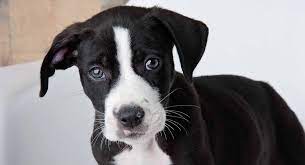 Akc registered yellow labrador puppies. Pitbull Lab Mix Have You Discovered The Bullador