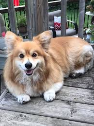 for more corgi photos and videos.💞💞 . Credit @loyd_king_corg .  #corgiaddict #corgiworld #corgisofinstagram #corgination #corgibutt  #corgipuppy #corgigram #corgicastle #corgilove #corgis_of_instagram  #corgiplanet #corgi #corgitrailblazer ...