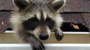 For instance, if there is a raccoon in your attic, the thing to do is leave a radio in the attic turned on loud to a rock 'n' roll station. Signs Of Raccoons In The Attic Allwildlife Ca