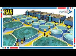 Ras Aquaponics Solar Panels Filtration System Recirculating Aquaculture System Fish Farming Youtube