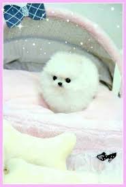 It's fairly obvious as to why the pomeranian is such a popular pup: Puppy Puppy Petpuppy Puppypet Lovepuppy Cute Dogs And Puppies Cute Animals Cute Funny Animals