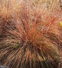 Image result for Sporobolus stapfianus