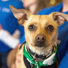 Best Dog Walkers in enid, ok