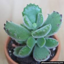 Pin On Plants 2