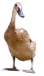 Setelah kandang bebek siap, saatnya memilih bibit bebek petelur yang akan kamu ternak. Cara Agar Bebek Bertelur Tiap Hari