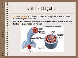 Maybe you would like to learn more about one of these? Cell Structure And Function What Makes Up Cells