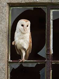What owl is larger than a barn owl? Barn Owl Owl Species Owl Pictures Barn Owl