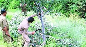 Maybe you would like to learn more about one of these? Why Himachal S Forest Officials Were Hacking At Fruit Laden Apple Trees Explained News The Indian Express