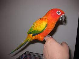 Aubries Animals Single Factor Sun Conure- Young Sun Conure Conure Small Pets