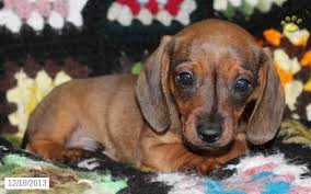 Mom is brown dapple lh and dad is lh red mini dachshund. Dachshund Puppies For Sale Lancaster Puppies Dachshund Puppies Dachshund Puppies For Sale Puppies For Sale