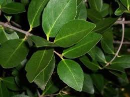 Image result for Elaeodendron croceum