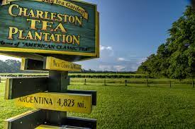 From the upstate to the lowcountry, south carolina has several historic plantations that are open for tours. Tea Happiness A Blog On Tea Drinking Tea History Tea Industry Interviews Nyc Tea Experiences A Visit To The Charleston Tea Plantation