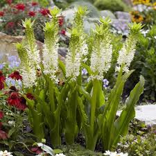 Eucomis Johannesburg Blutezeit Ist Mitte Juli Bis Mitte September Diese Ananaslilie Wird Bis Zu 60 Zentimeter Vorgarten Design Pflanzen Bluhende Pflanzen