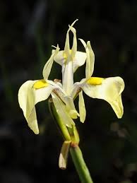 Image result for Moraea carsonii