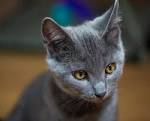 Chartreux Kittens for Sale & Cats for Adoption | Sweetie ...