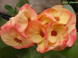 Euphorbia Milii Crown Of Thorns Gold Glam Corona De Cristo Succulent Tropicals Euphorbia Milii Euphorbia Crown Of Thorns