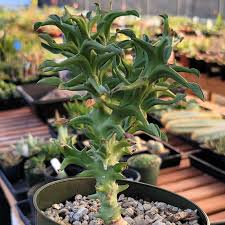 Image result for Euphorbia duseimata
