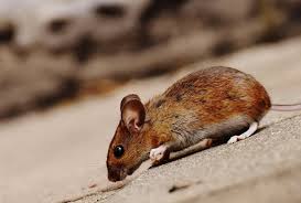 Issues With Mouse Control West Vancouver | Solutions Pest Control