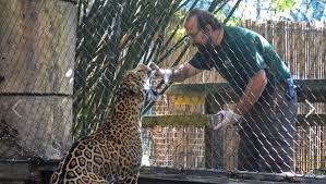 May 14, 2020 · how does that go? Jaguar Escapes Kills 6 Animals At Audubon Zoo In New Orleans