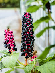 Image result for Phytolacca