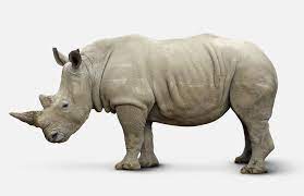 Fascinating Rhinoceros Facts White Rhinoceros Rhinoceros Endangered Animals Project