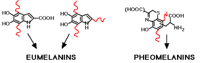 Maybe you would like to learn more about one of these? Optical Absorption Of Melanin