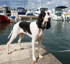 Image result for švycký honič