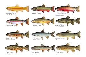 12 trout species chart by anthony annable