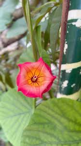 Image result for Stictocardia