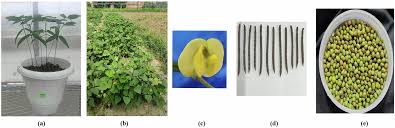 Image result for Vigna radicans