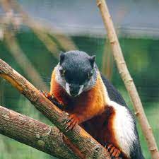 These Giant Colorful Squirrels Are The Most Beautiful Rodents We Ve Ever Seen Fluffy Animals Giant Squirrel Indian Giant Squirrel