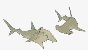 Hammerhead Sharks Cartoon Transparent Png 1278x719 Free Download On Nicepng Cute cartoon hammerhead sharks is a free transparent png image carefully selected by pngkey.com. nicepng