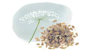 Image result for Pimpinella