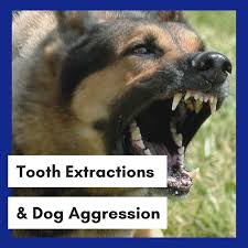 Cant afford dental work for dog. Is Removing Teeth In Aggressive Dogs A Solution Or A Band Aid Pethelpful
