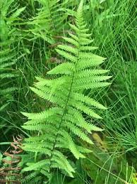 Image result for Thelypteris confluens