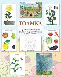Mere,pere,nuci si prune si gutui,sunt tare bune! Planse Planse Didactice De Perete Pentru Gradinita Editura Caba