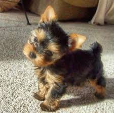 Full Grown Yorkie Google Search Teacup Yorkie Puppy Yorkie Puppy Cute Puppies