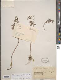 Image result for Pilea sublucens