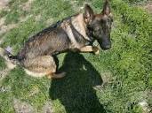 Odom's German Shepherds - German Shepherd Dog Puppies for Sale in ...