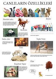 canlilar ve ozellikleri afisi hayvan fenomenler yolculuk