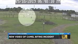 Tiger truck stop cafe store hours. Police Report Surveillance Video Indicate Couple Involved In Camel Biting Incident May Not Have Been Entirely Truthful
