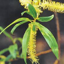 You can use this option as a tool to create purpose in life flower angels forgiveness how and why gem remedy help for health home sweet home i am sorry mantra in abundance life is. Buy Ainsworths Homeopathic And Bach Flower Remedies Online Uk Supplier