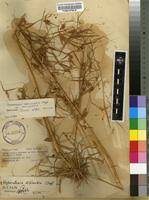 Image result for Hyparrhenia barteri