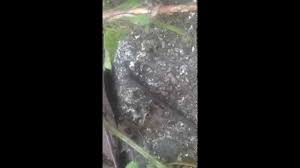 We did not find results for: Tiny Small Little Black Sugar Ants In Your House Kitchen Bathroom Control Extermination Youtube